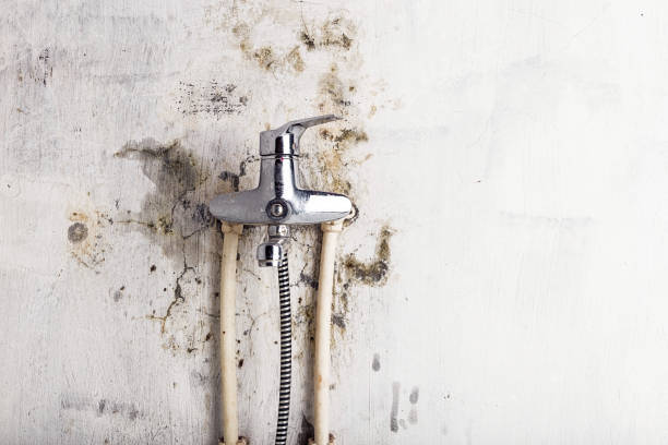 Best Mold Removal Near Me  in San Saba, TX