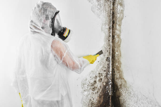 Best Emergency Mold Removal  in San Saba, TX