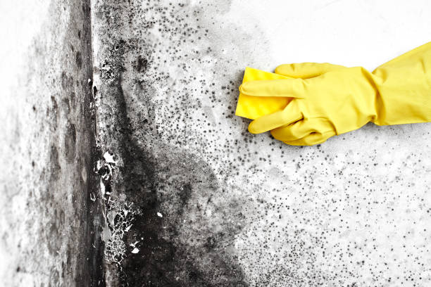 Best Best Mold Removal Companies  in San Saba, TX