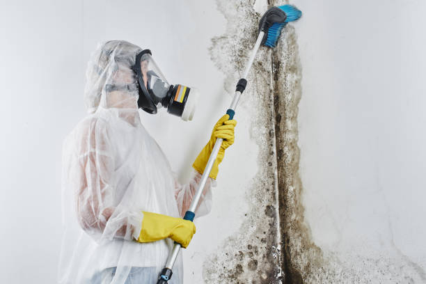 Best Mold Remediation Experts  in San Saba, TX