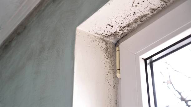 Best Crawl Space Mold Removal  in San Saba, TX