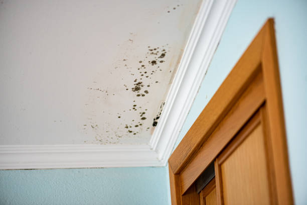 Best Professional Mold Removal  in San Saba, TX