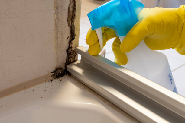 Best Affordable Mold Removal  in San Saba, TX