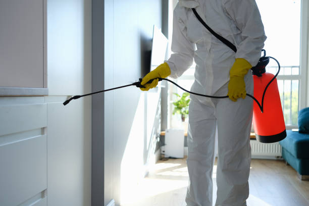 Best Same-Day Mold Removal  in San Saba, TX