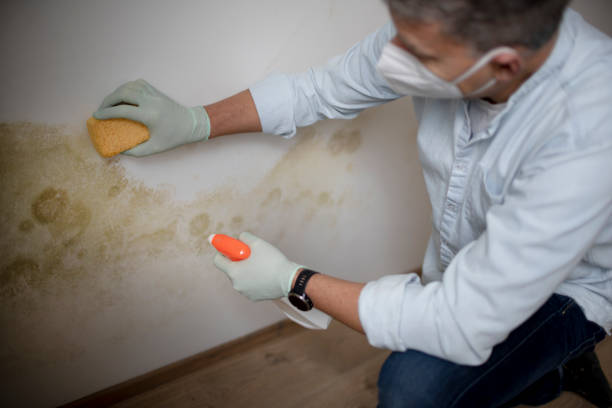Best Crawl Space Mold Removal  in San Saba, TX