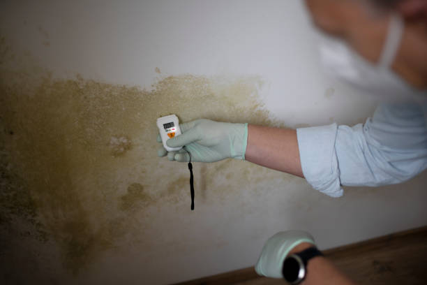 Best Mold Damage Repair  in San Saba, TX