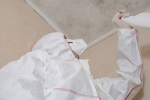 Best Home Mold Removal  in San Saba, TX
