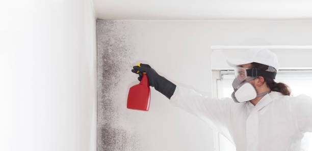 Best Affordable Mold Removal  in San Saba, TX