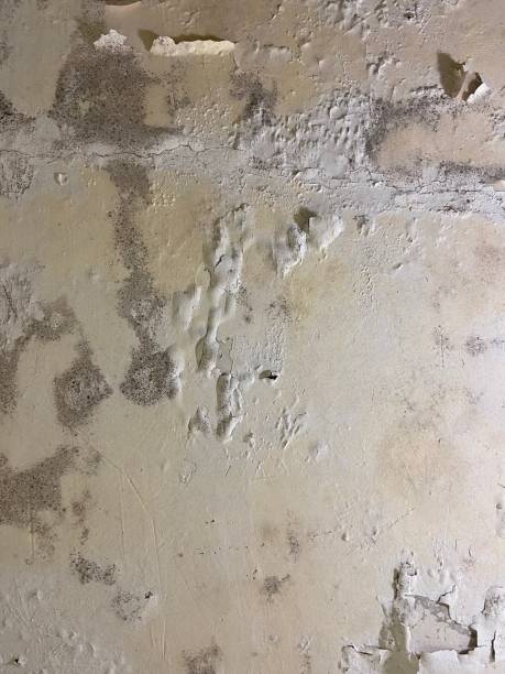 Best Professional Mold Removal  in San Saba, TX