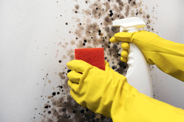 Best Fast Mold Removal  in San Saba, TX