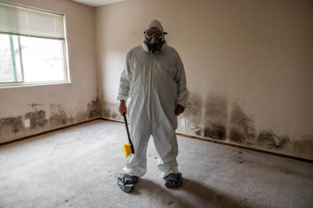 Best Attic Mold Removal  in San Saba, TX