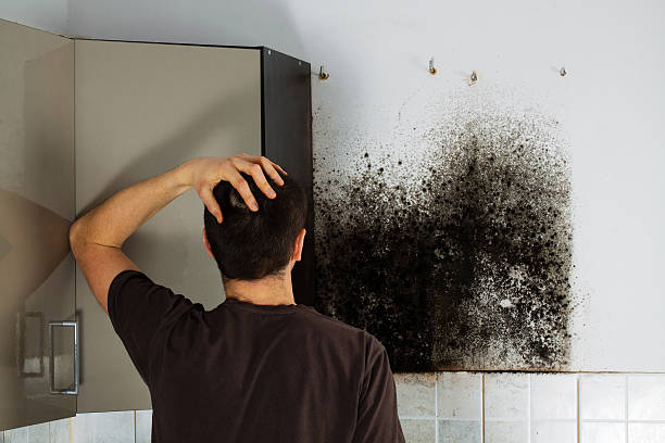 San Saba, TX Mold Removal Company