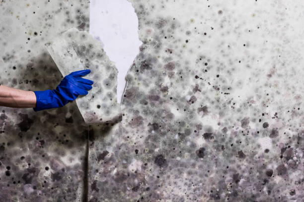 Best Mold Cleaning Services  in San Saba, TX