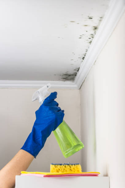 Best Best Mold Removal Companies  in San Saba, TX