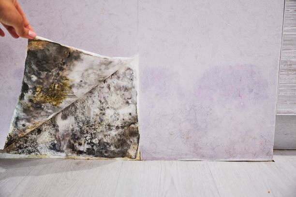 Office Mold Removal Services in San Saba, TX